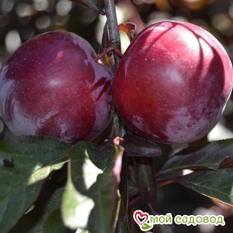 Алыча Весеннее пламя