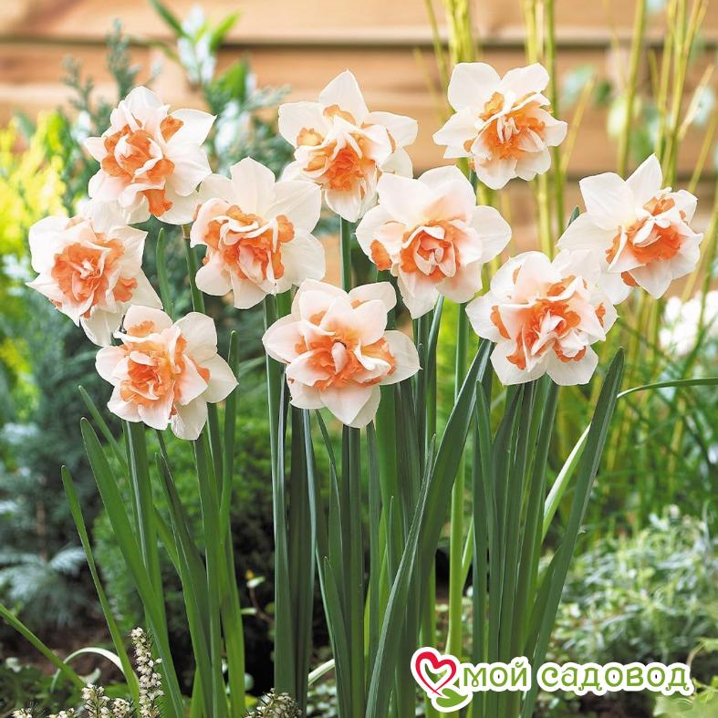 Нарцисс махровый Гай Кибо