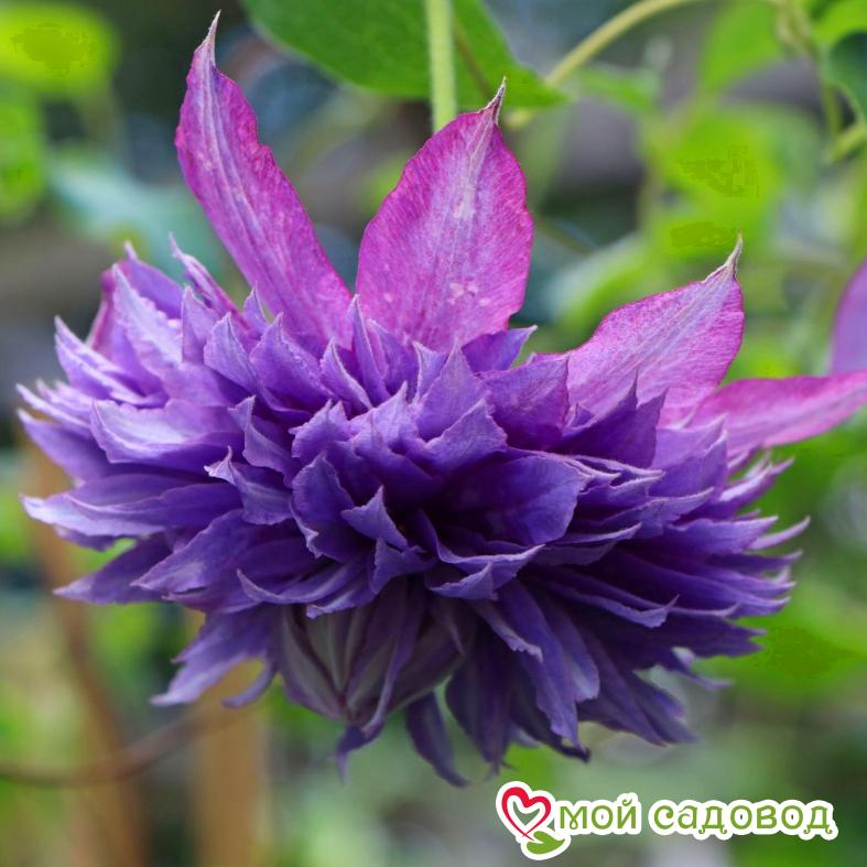 Клематис Диамантина ЗКС