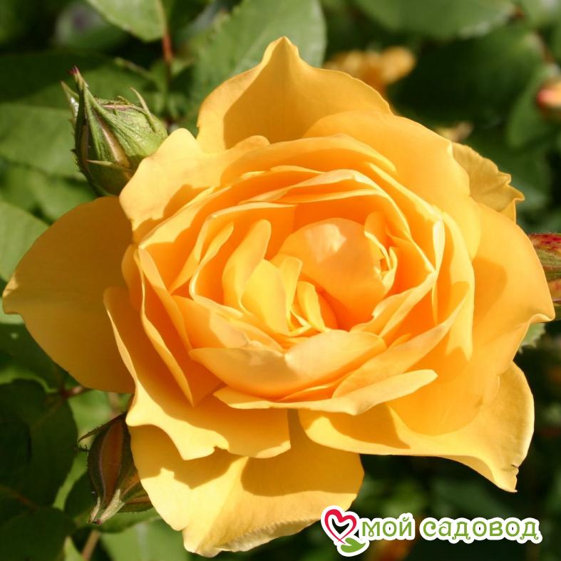 Роза Грехам Томас