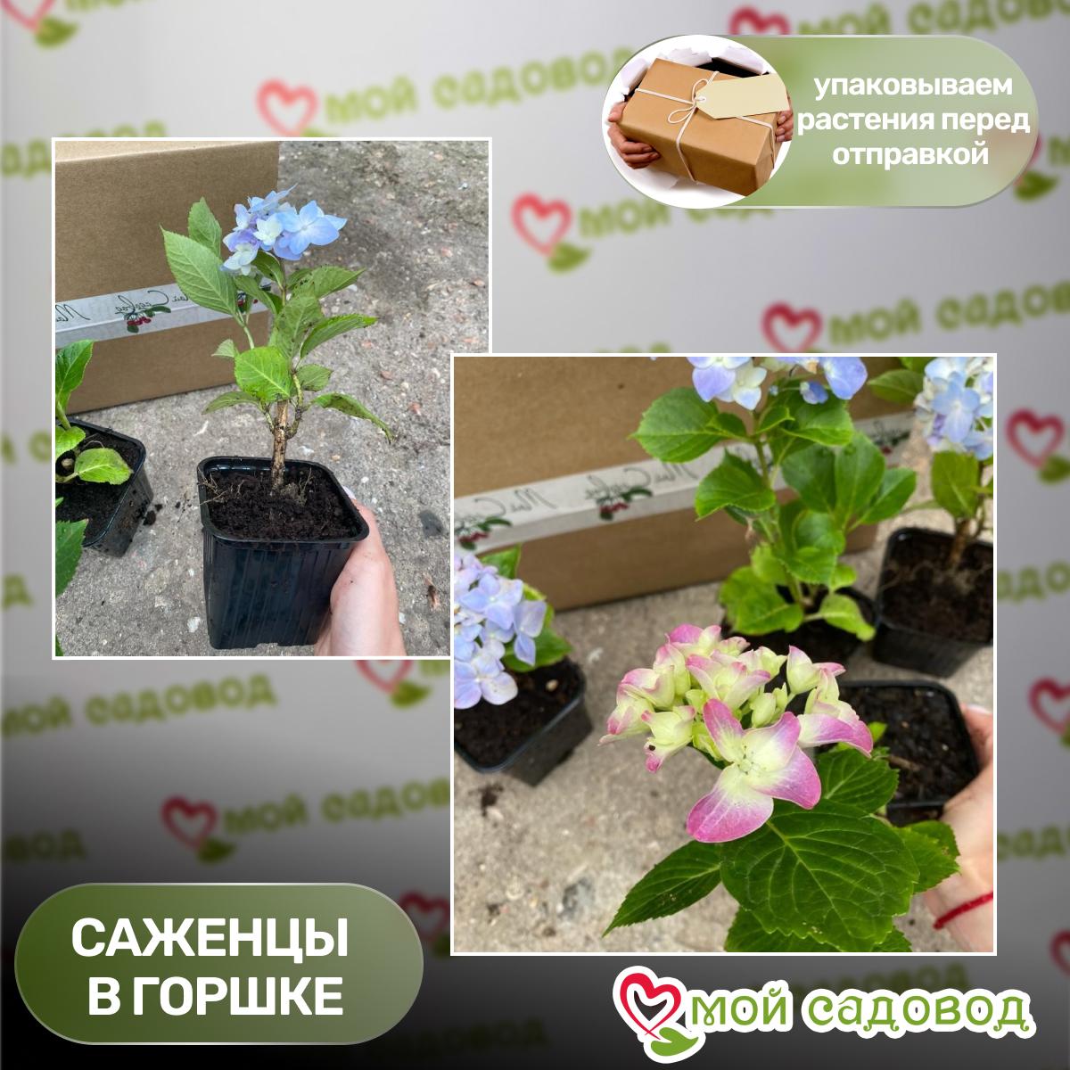 Гортензия Ванила Фрайз ЗКС