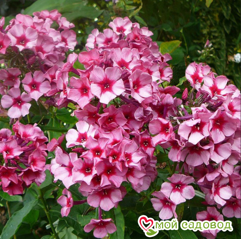 ФЛОКС МЕТЕЛЬЧАТЫЙ РЕД КАРИБЭН