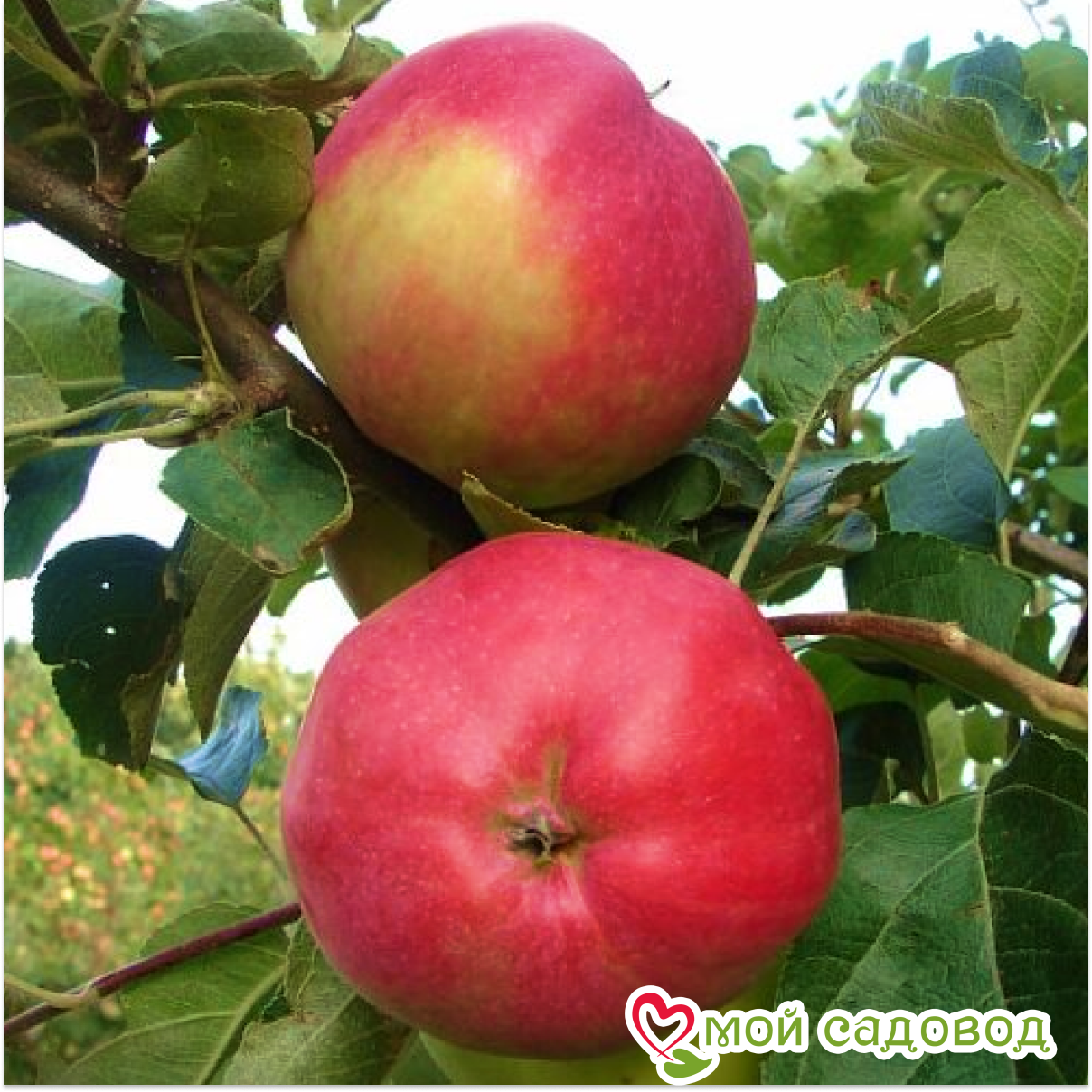 Яблоня Июльское Черненко